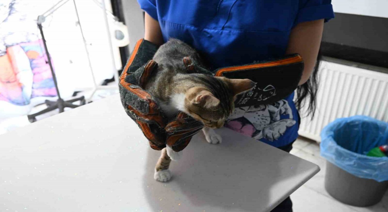 Yangında zarar gören hayvanlara ilk yardım nasıl yapılmalı