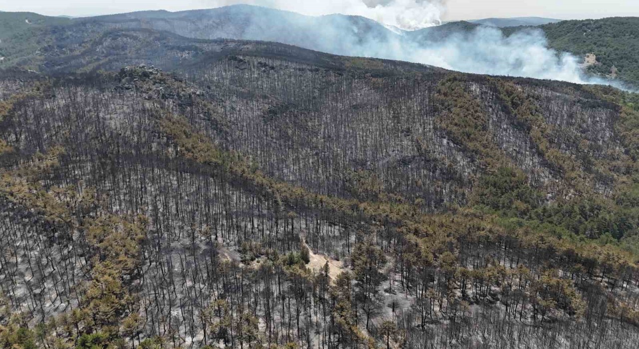 Yangının kontrol altına alındığı ormandan geriye kül yığını kaldı