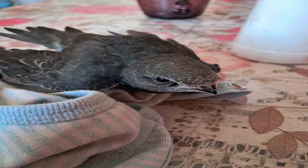 Yaralı ebabil kuşuna vatandaş sahip çıktı