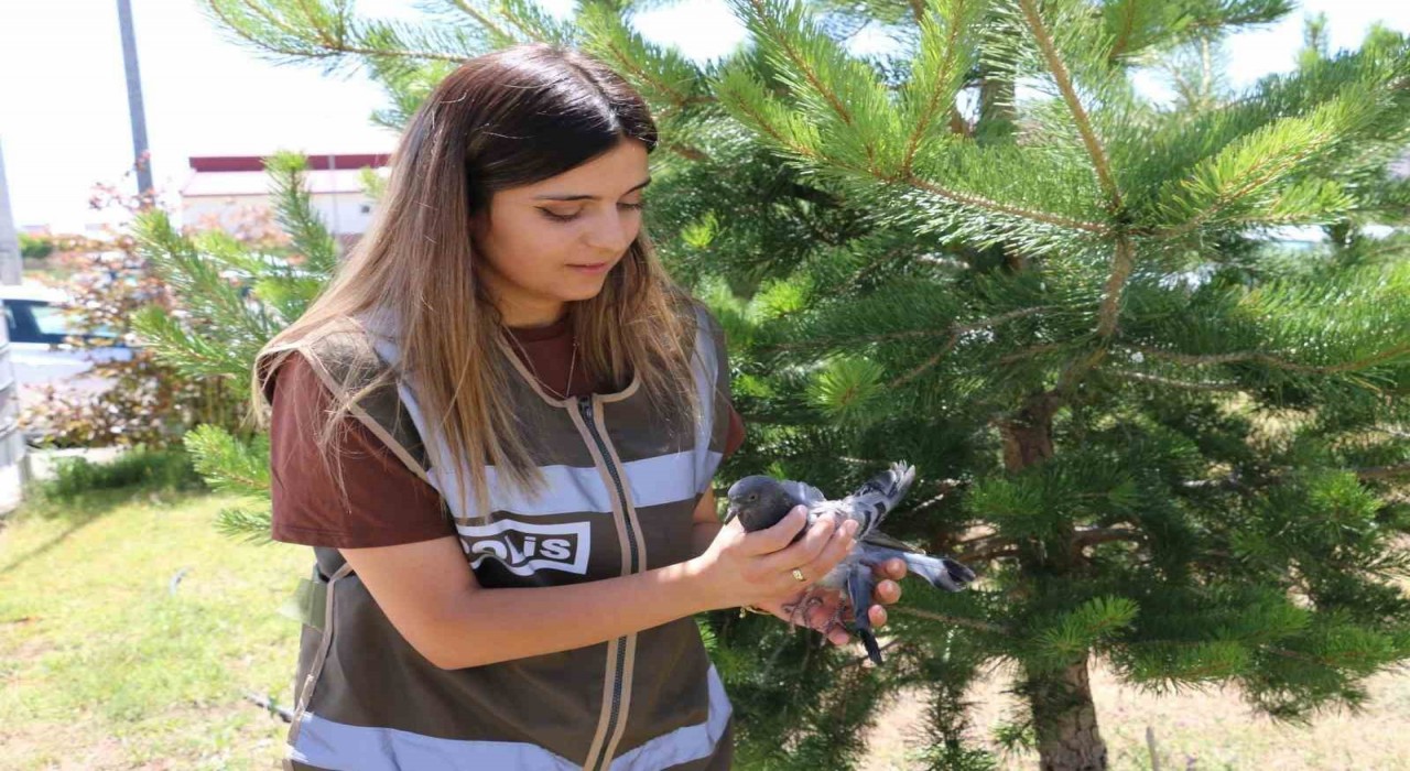 Yaralı güvercine polis şefkati