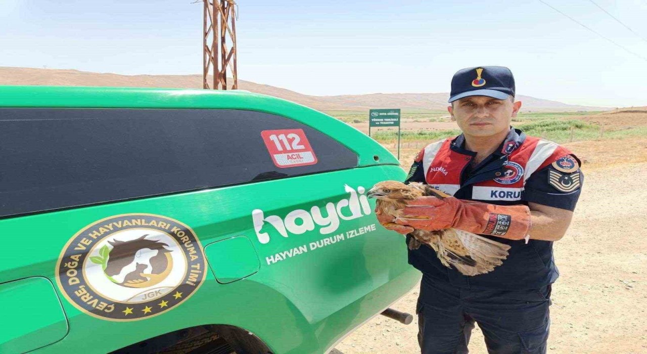 Yaralı şahin koruma altına alındı