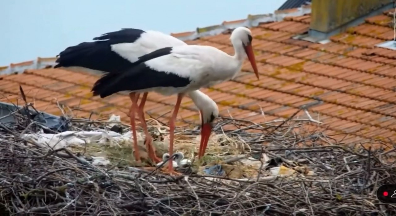 Yarenin vericili yavrusu ilk uçuşunu gerçekleştirdi