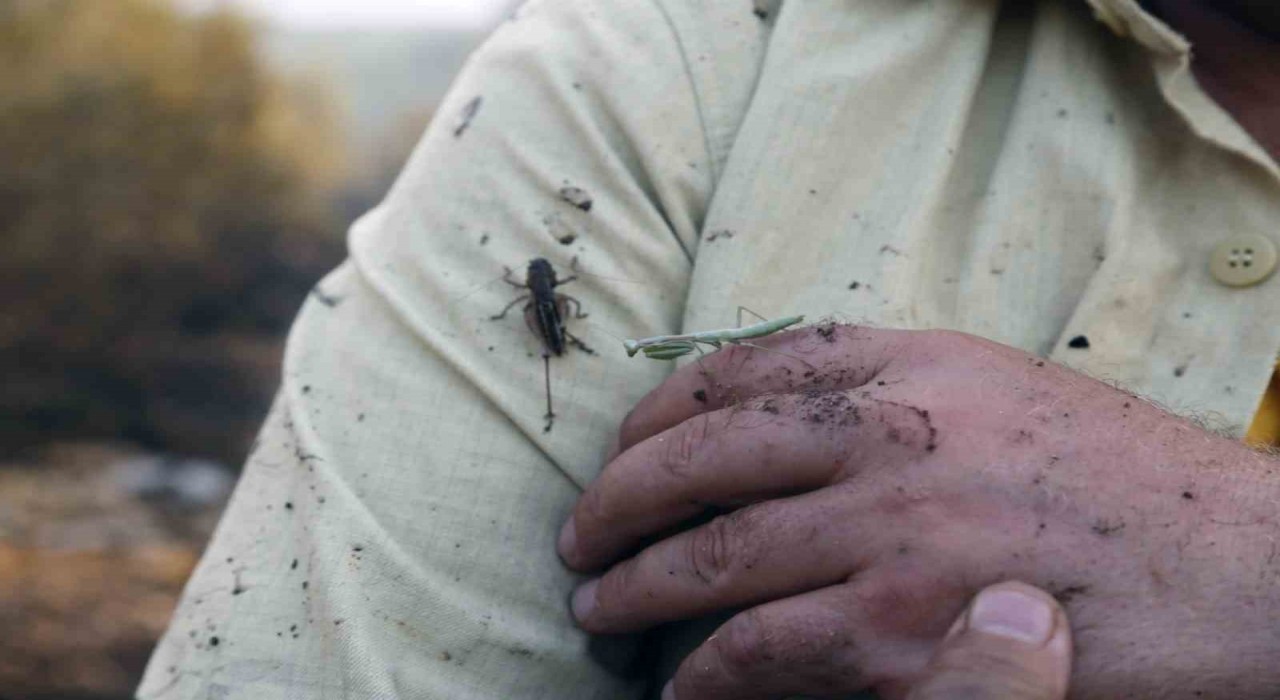Yatağandaki orman yangını kontrol altına alındı, soğutma çalışmaları sürüyor