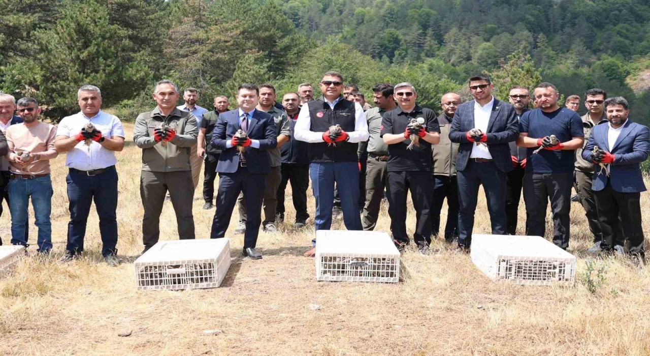 Yaylatepede 500 keklik doğaya salındı