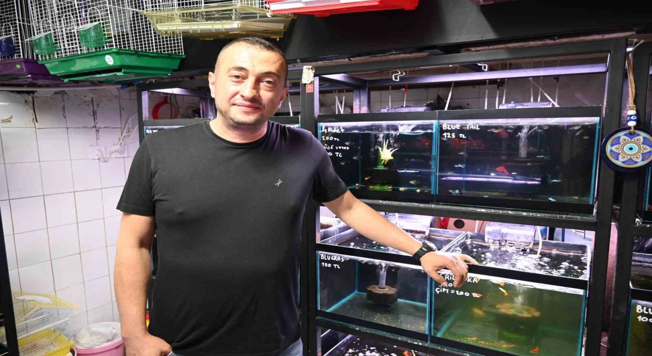 Yaz sıcaklarında evlerde balık ve kuş bakımı