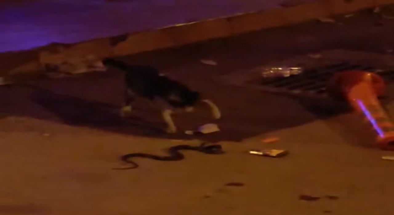 Yılan ile kedinin kavgası kamerada