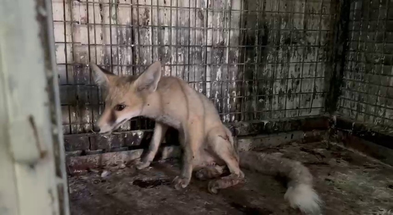Yol ortasında yaralı olarak bulunan tilki tedavi altına alındı