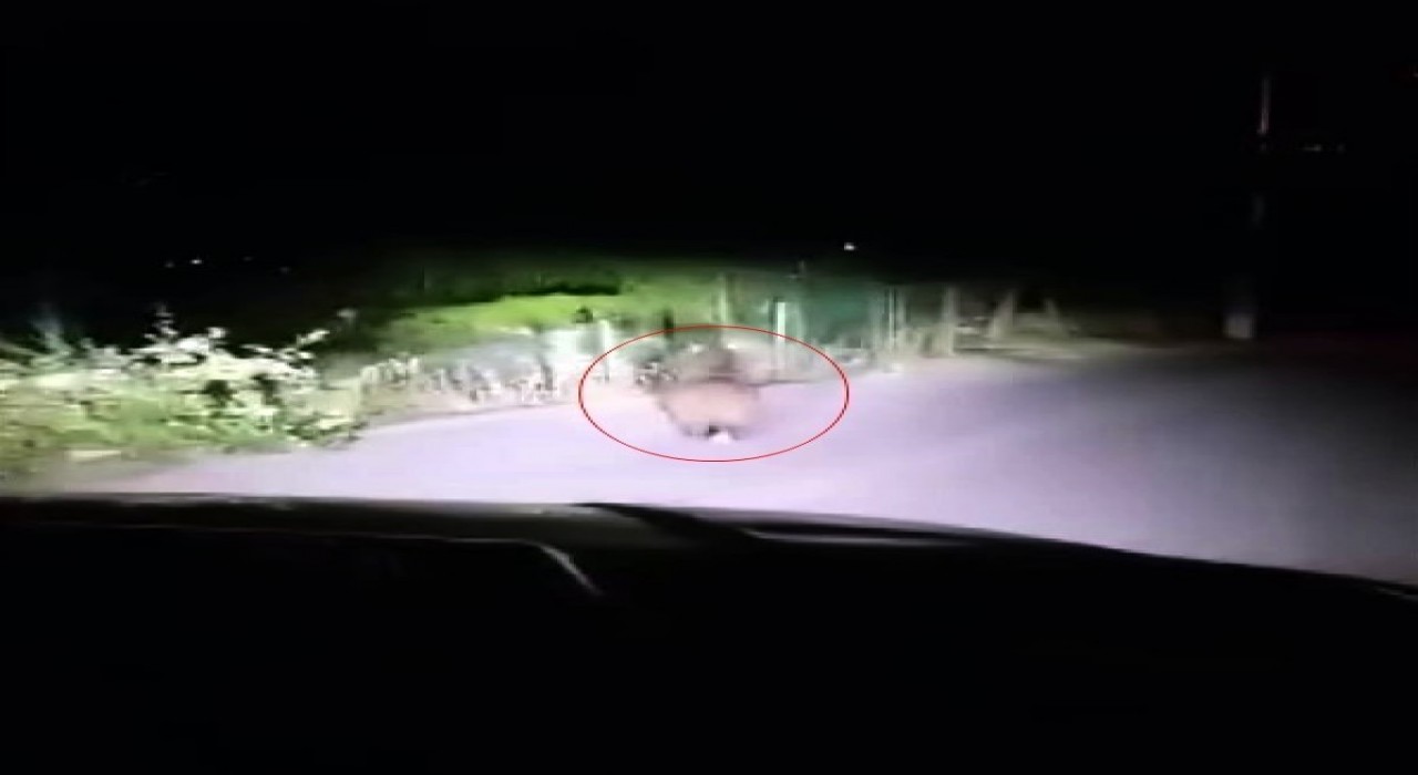 Yola inen yavru ayı cep telefonu ile görüntülendi