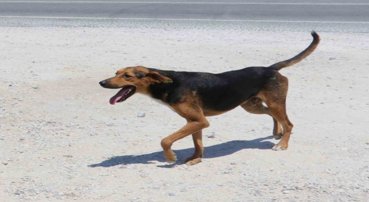 Yozgatta köpeğini başıboş bırakan kişiye ilk ceza kesildi