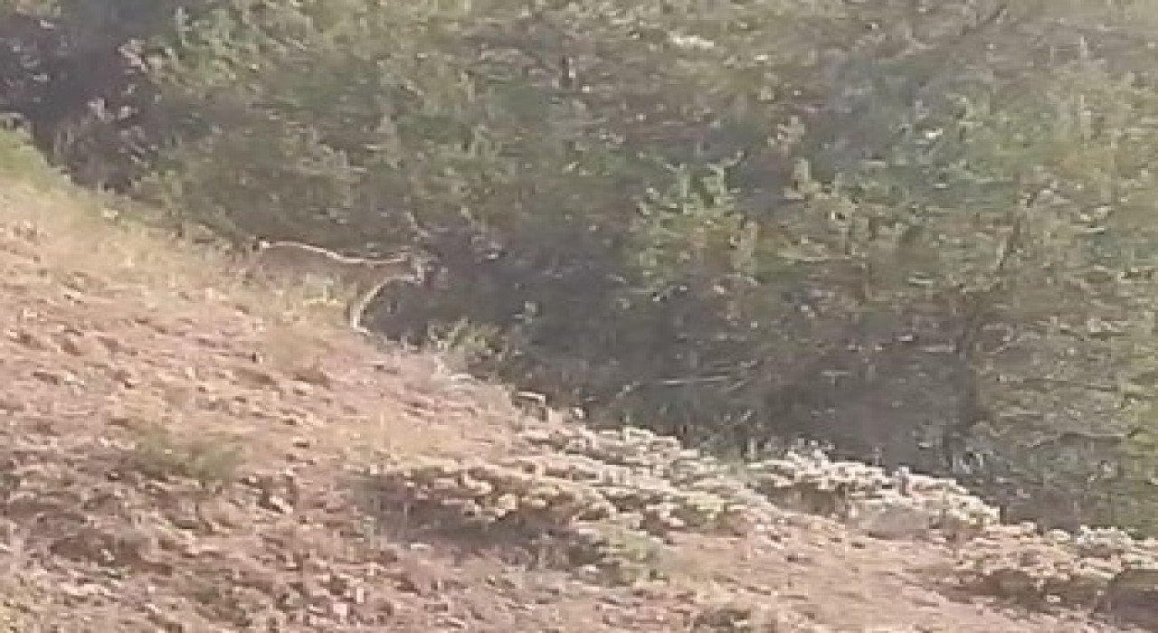Yozgatta vaşak görüntülendi