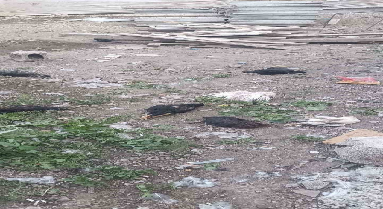 Yüksekovada başıboş köpekler 21 hindi ve tavuğu telef etti