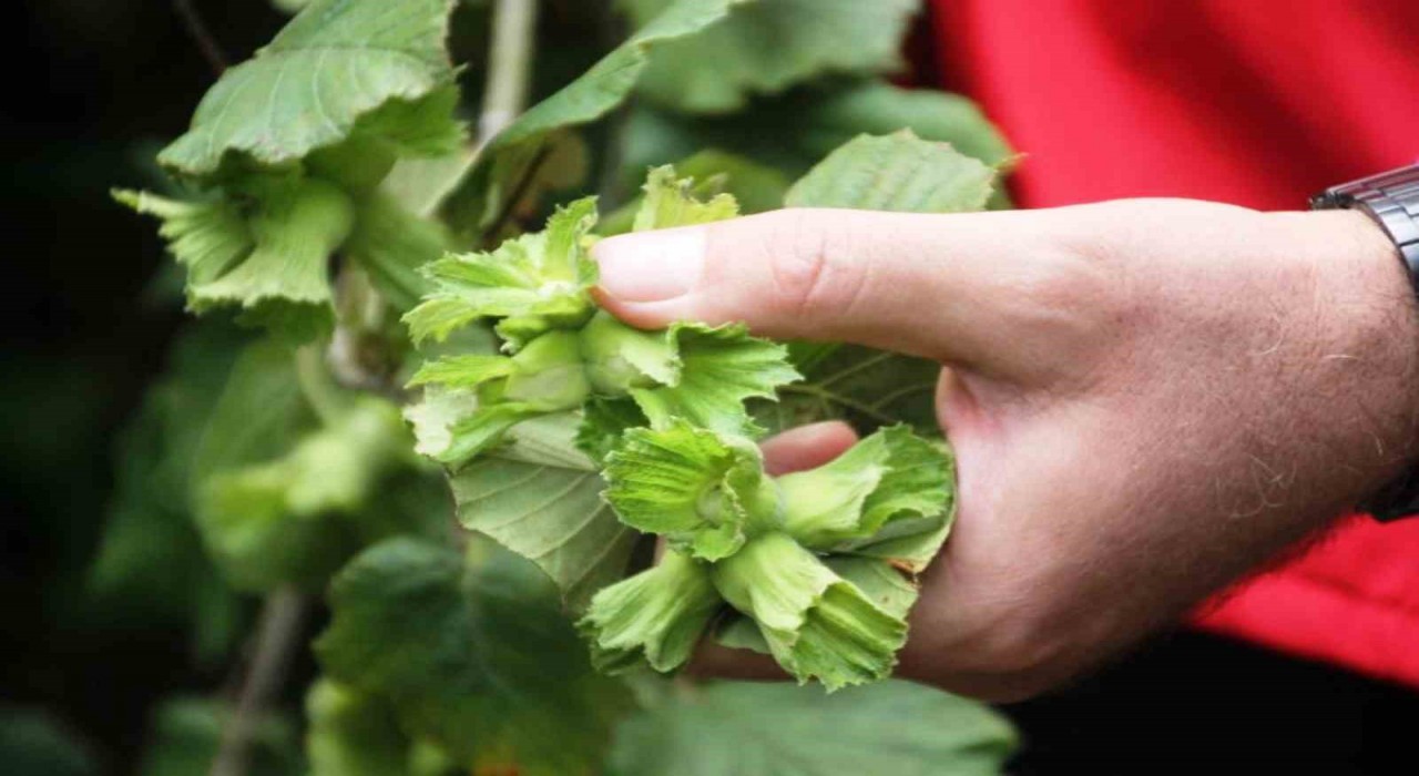 Zirai don, fındık üretiminde Samsunu Türkiye 1incisi yapacak