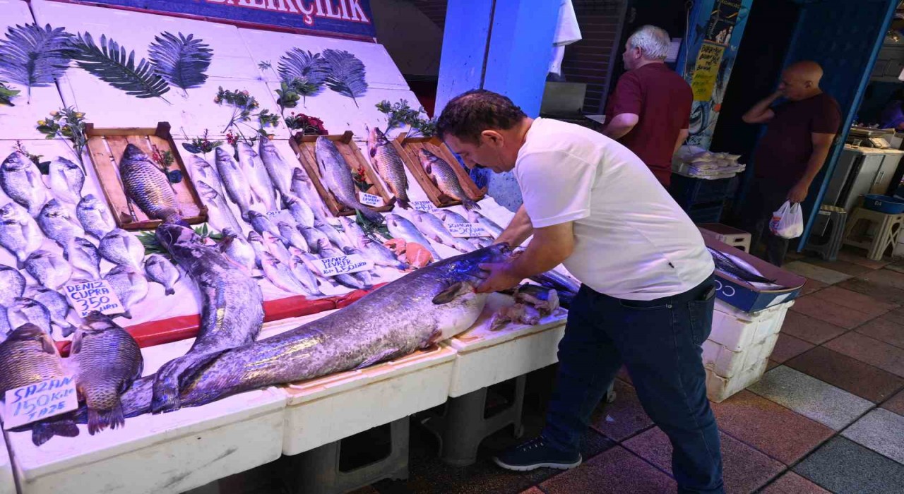 40 kiloluk yayın balığını görenler Canavar gibi diyor