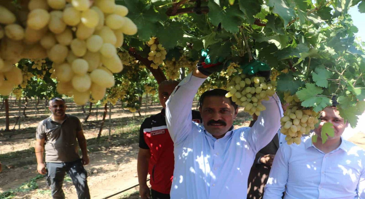 85 bin ton rekoltenin beklendiği üzümde bağ bozumu başladı