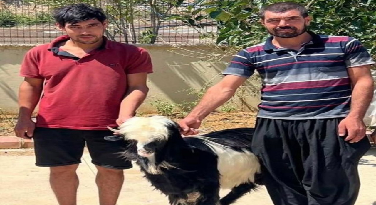 Adanada keçi çalan 2 şüpheli yakalandı