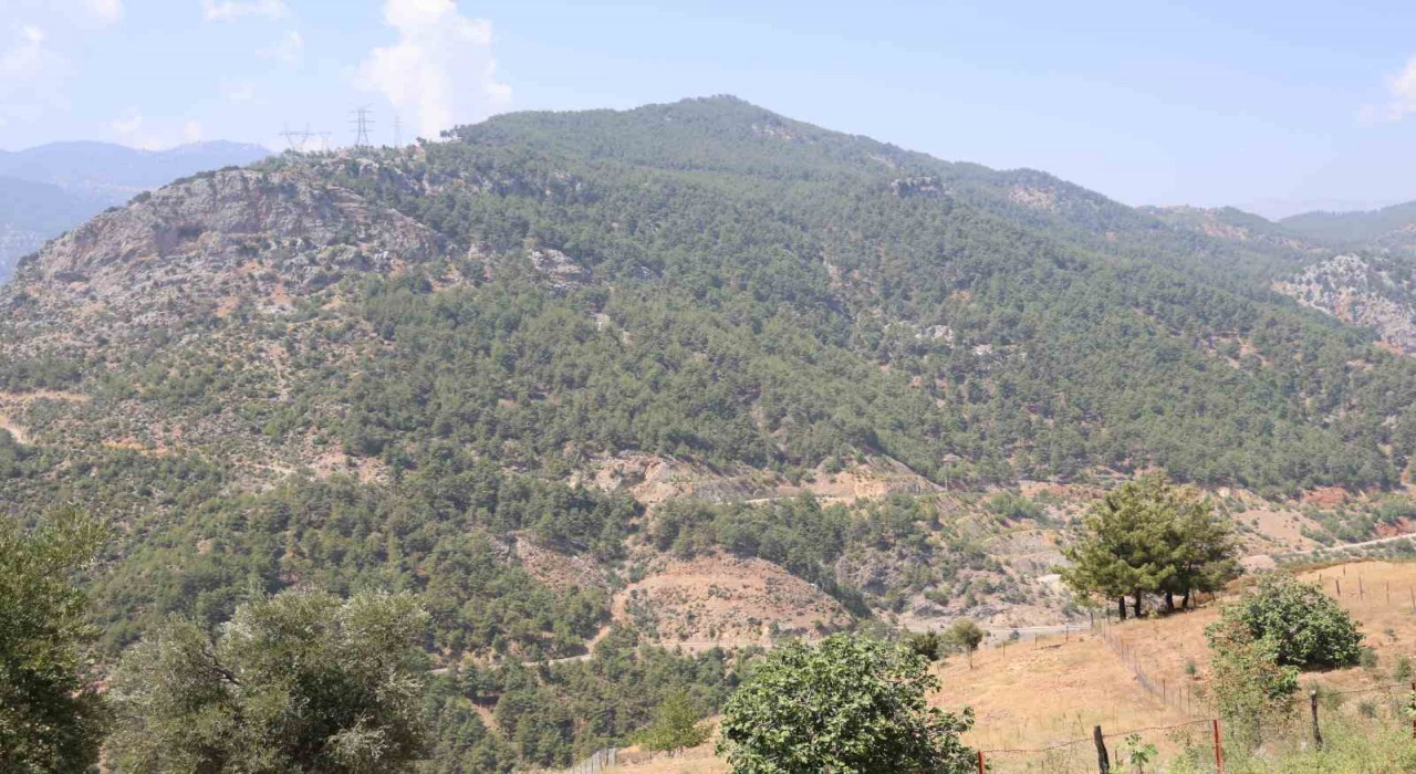 Adanada orman yangınıyla küle dönen 4 bin hektarda fidanlar tekrar büyüdü