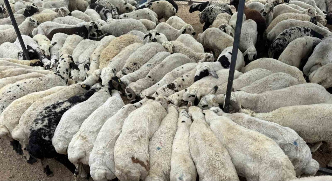 Adanada şap hastalığı görüldü: Hayvan hareketliliği kısıtlandı