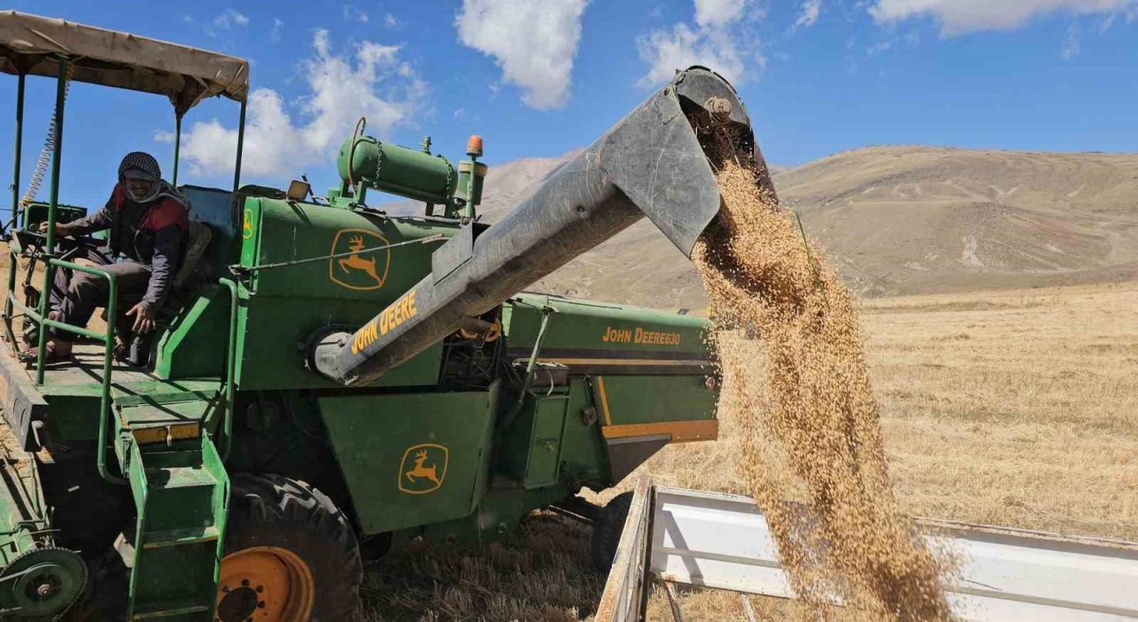 Adilcevaz Uzunsırt Yaylasında buğday hasadı yapıldı