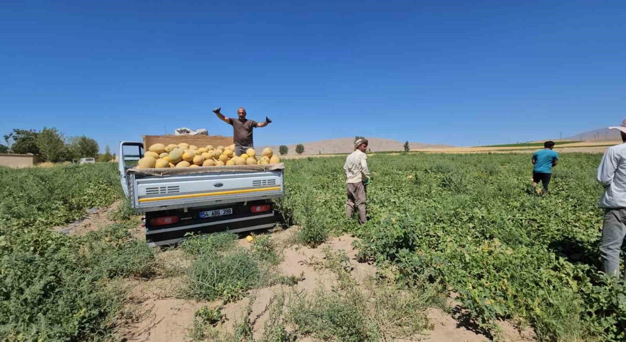 Adilcevazda kavun hasadı başladı