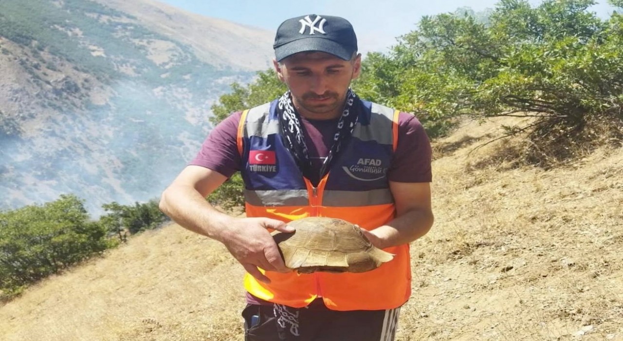 AFAD gönüllüsü yangın bölgesindeki kaplumbağayı kurtardı