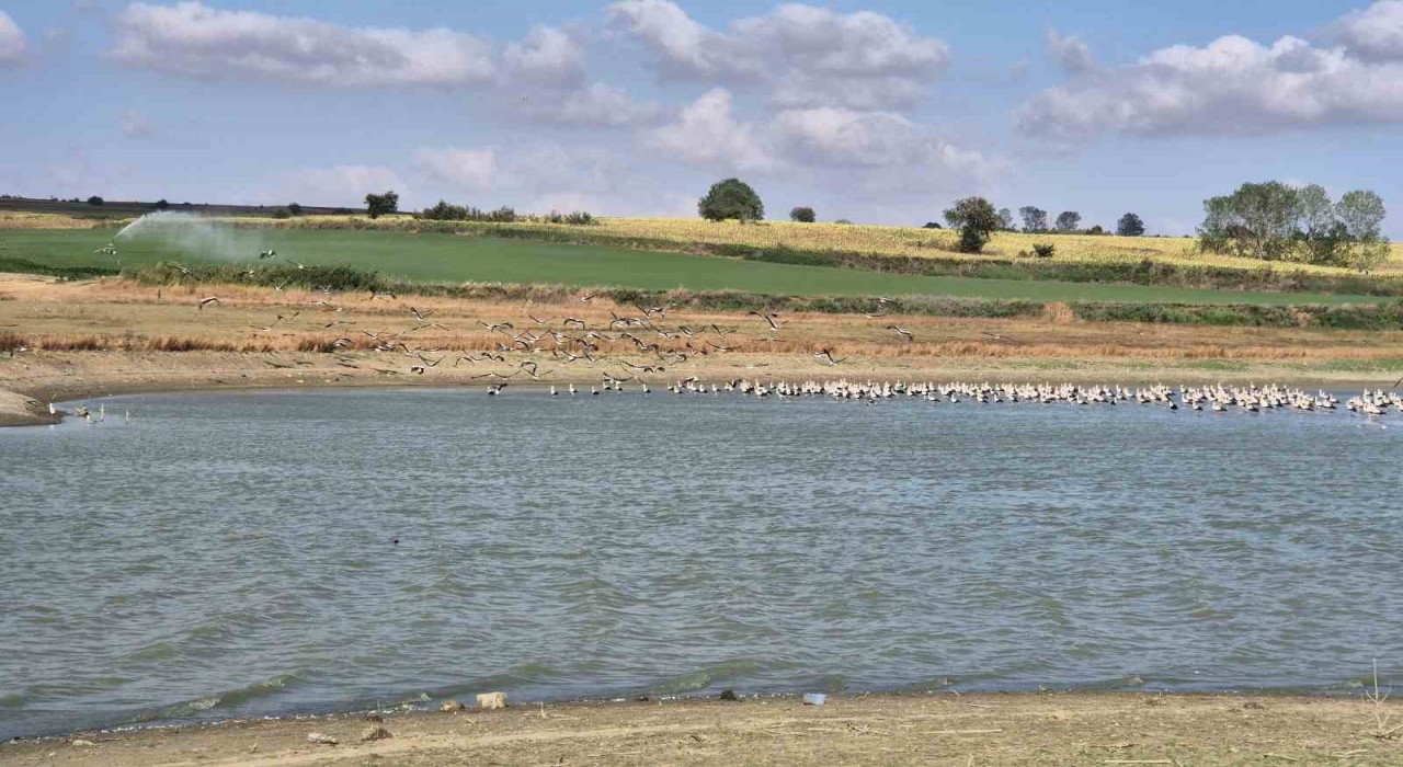 Afrika yolculuğu öncesi binlerce leylek gölette buluştu