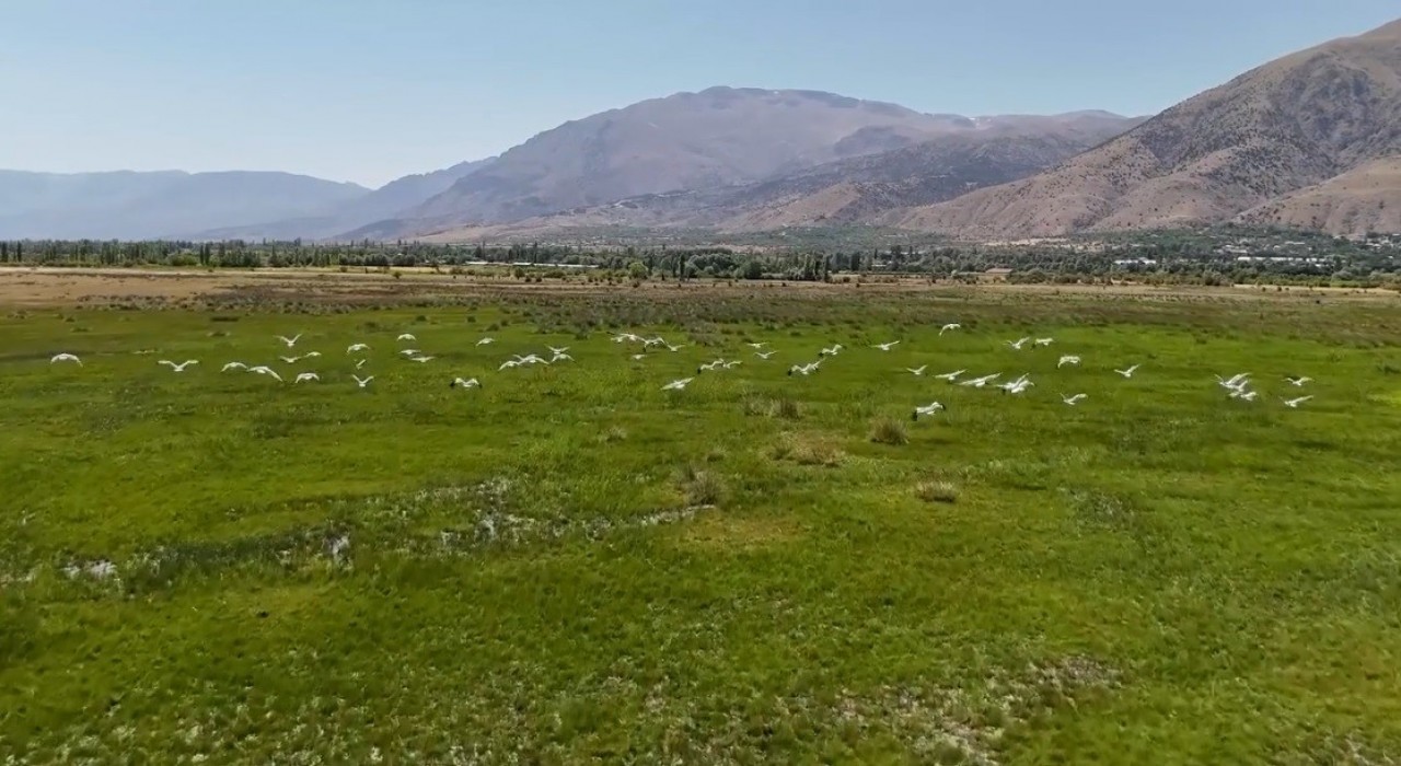 Afrikadan göç eden leylek sürüsü Erzincanda mola verdi