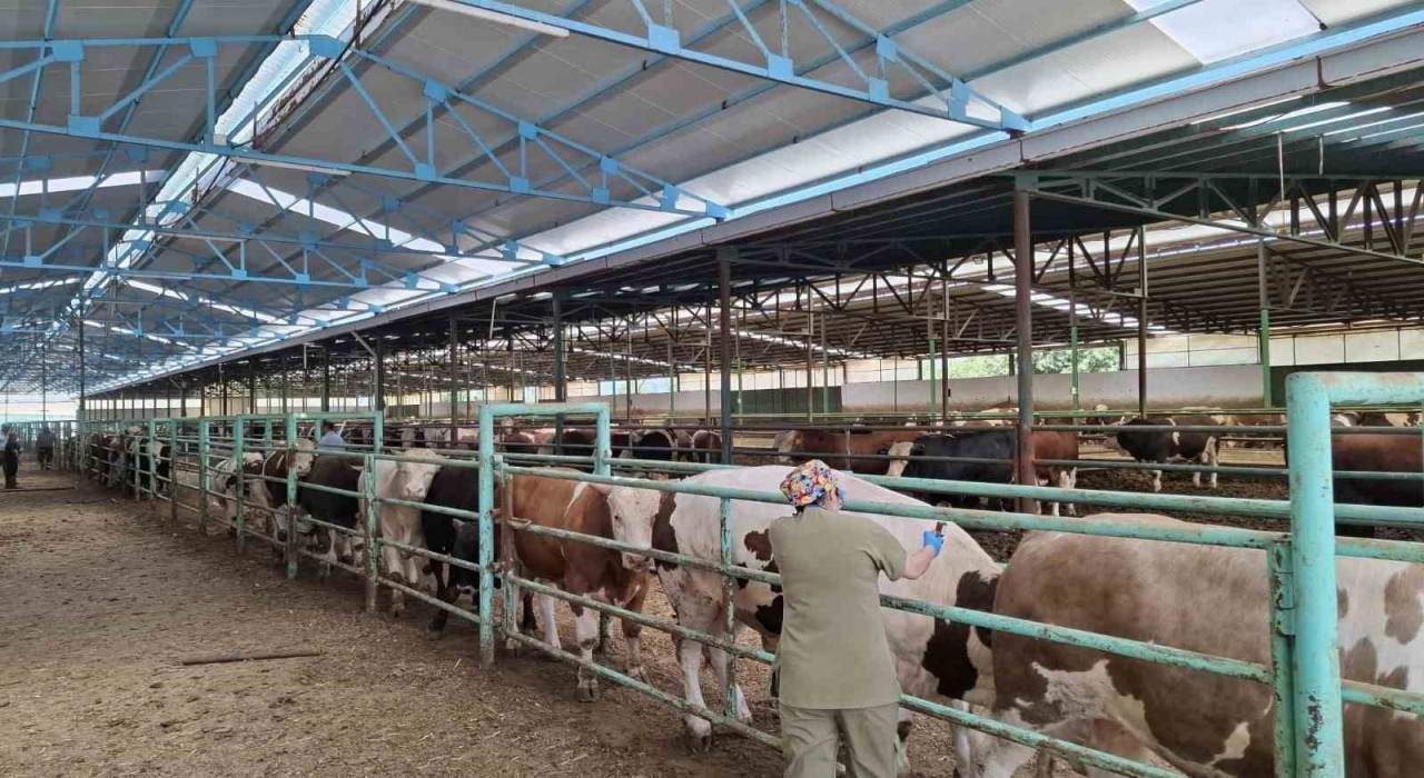 Afyonkarahisarda şap hastalığı ile mücadele sürüyor