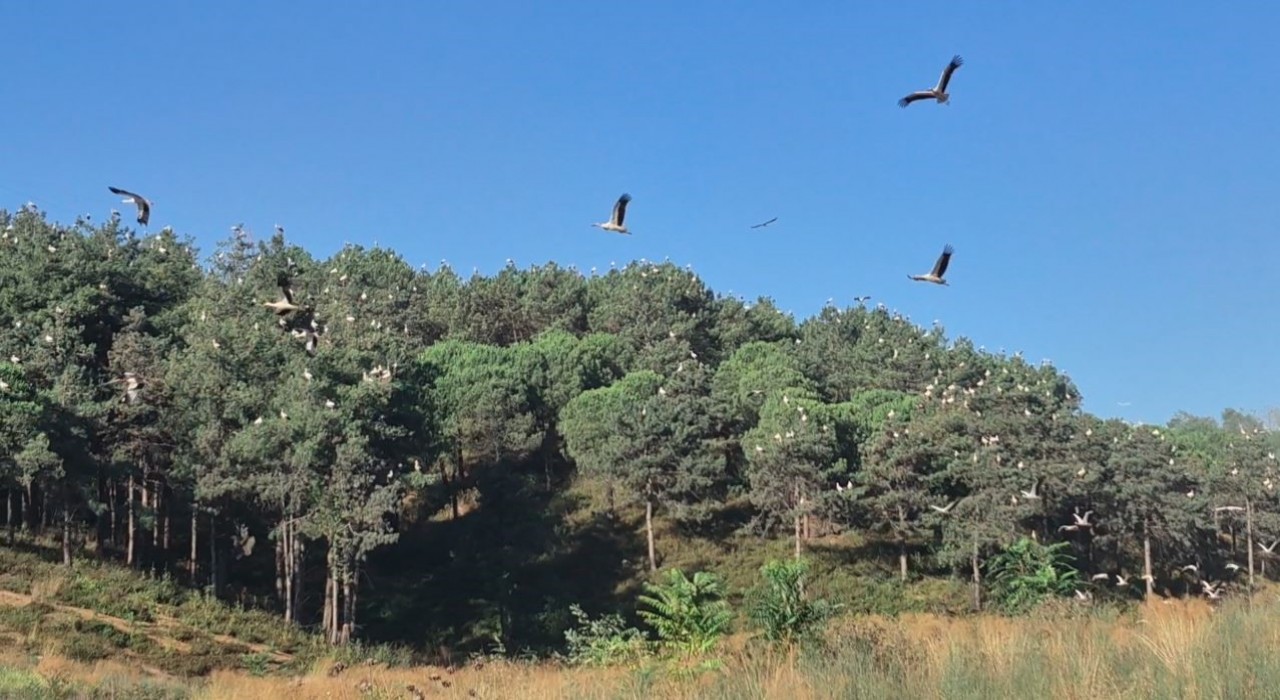 Ağaçların tepeleri pamuk yumağı gibi oldu: Yüzlerce leyleğin Sultangazideki göç molası kamerada