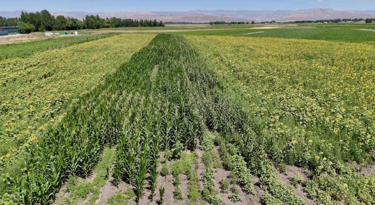 Ağrıda çiftçinin bostanı örnek oldu: Sebze, meyve ve tahıl bir arada