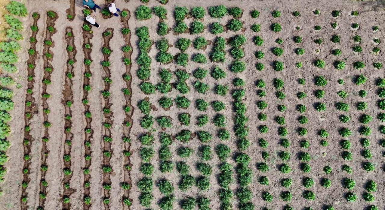 Ağrıda hibeli sebze üretimi meyvesini verdi, hedef 14 bin ton verim
