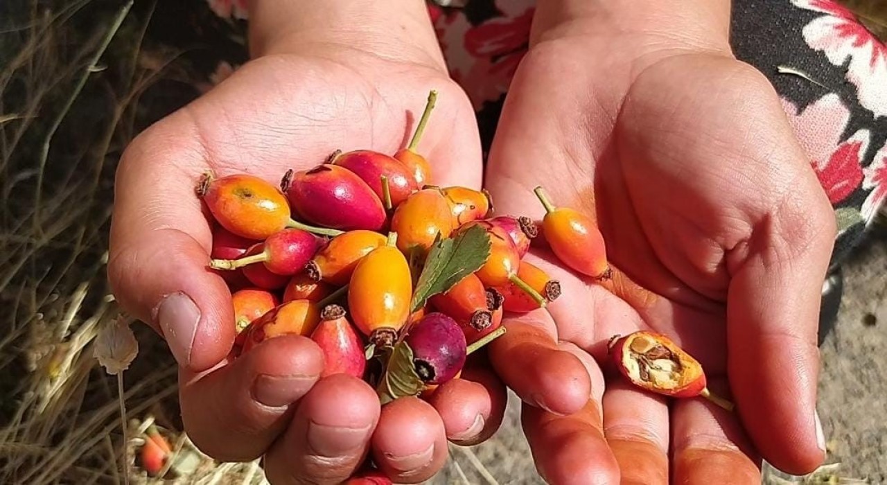 Ağrıda kuşburnu mevsimi başladı, dağlar şifa kaynağına dönüştü