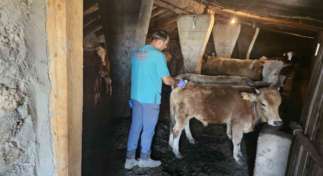 Ağrıda SAT-1 aşılama çalışmaları aralıksız sürüyor