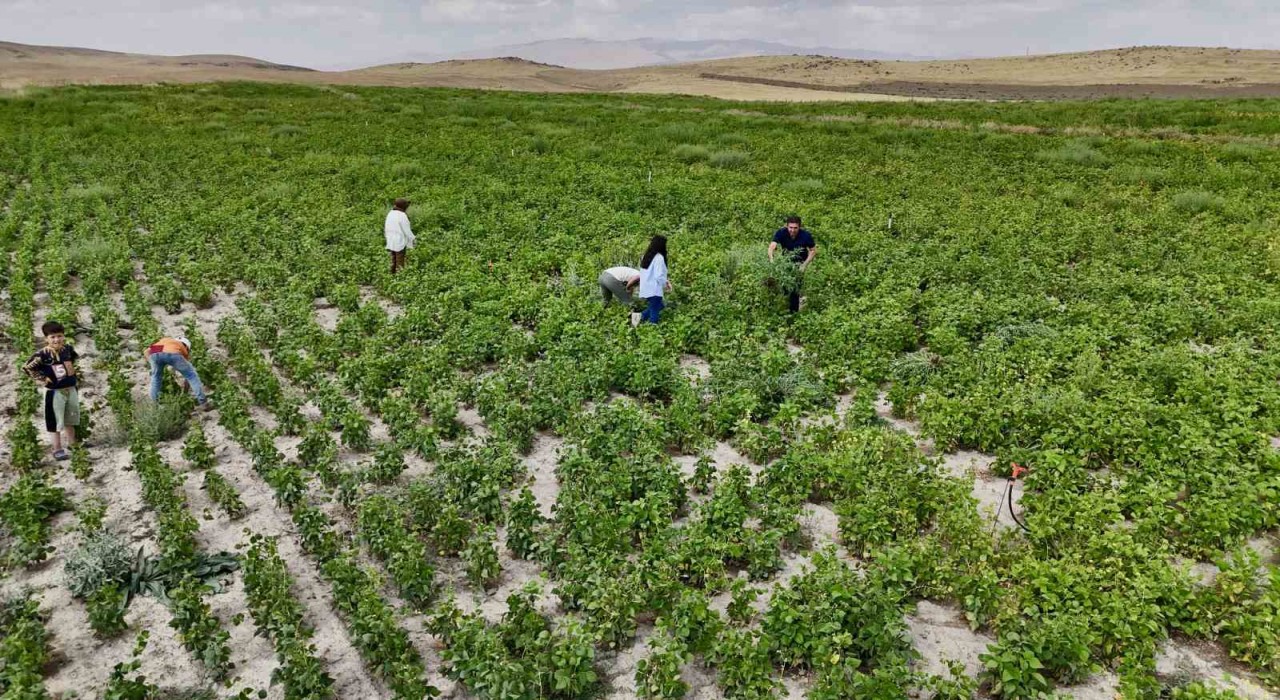 Ağrıda yetişmez denilen fasulye, yüksek verimiyle dikkat çekti