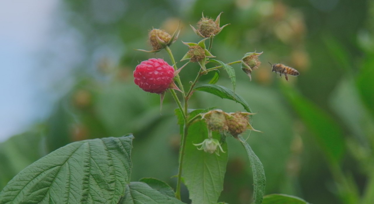 Ahududu, merkezi Bursada yok olmak üzere