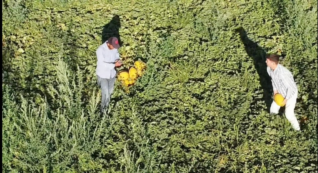 Aksarayın kavun ve karpuzu lezzetiyle ilgi görüyor