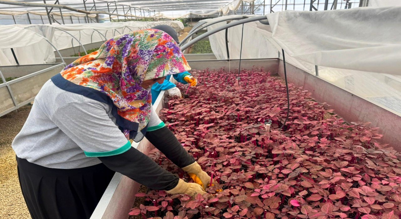 Alanya Belediyesinde kadınlar sahada