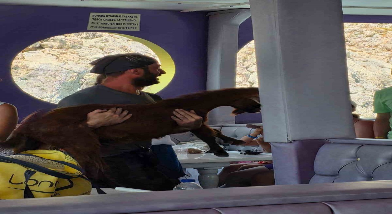 Alanyada 3 gündür mahsur kalan dağ keçisini tur teknecileri kurtardı