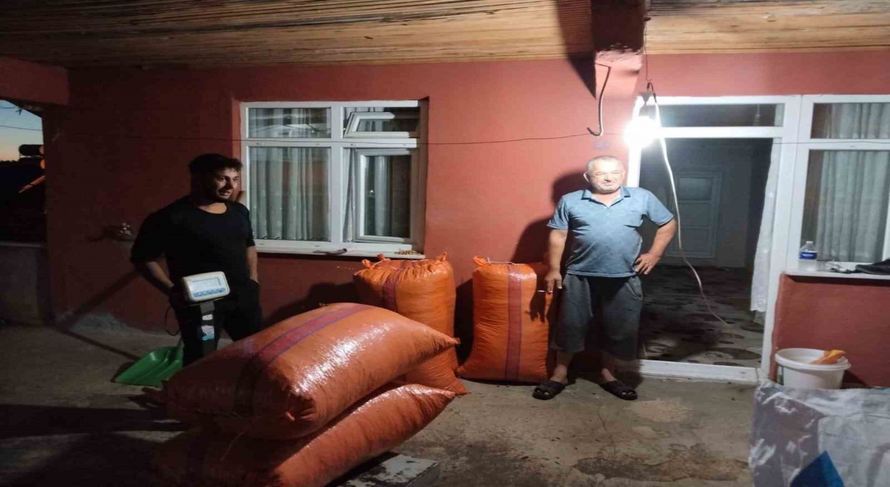 Alaplıda hasat edilen fındıklar satışa çıktı