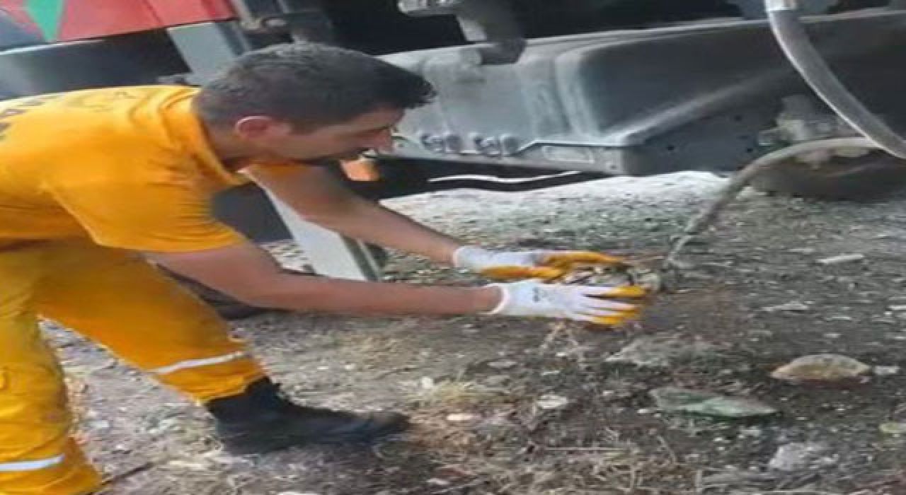 Alevlerin Arasından Kurtarılan Kaplumbağa Doğaya Salındı