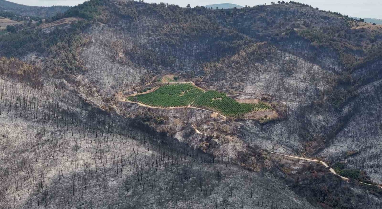 ALJ Türkiyeden 1.4 milyon fidan ile başlayan ağaç seferberliği