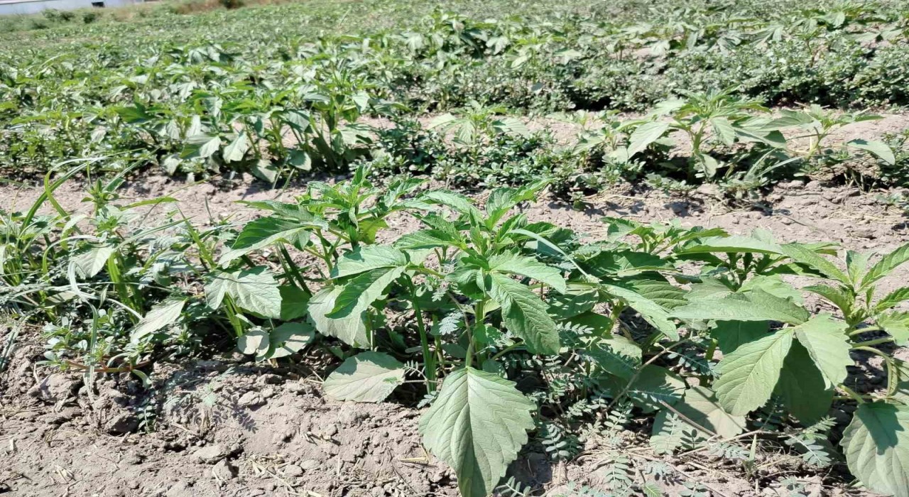 Alternatif ürün susamda kontroller yapıldı