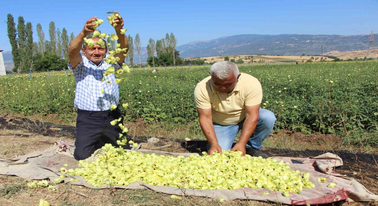 Amasyanın tescilli bamyasına Afrikadan rakip çıktı