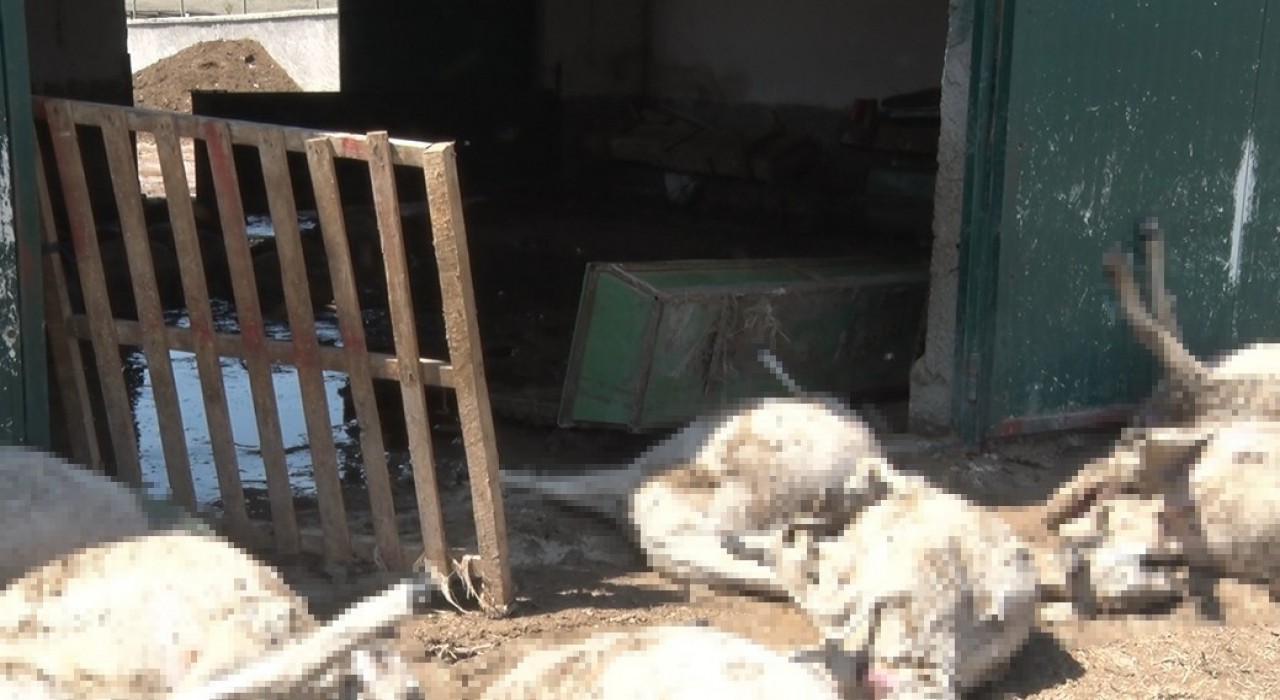 Ankarada sel besi çiftliğini vurdu: 25 küçükbaş hayvan telef oldu