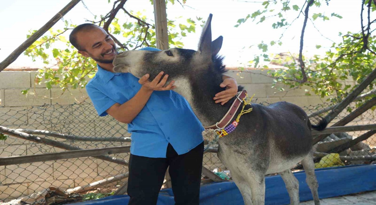 Annesi ölen eşeğe gözü gibi bakıyor
