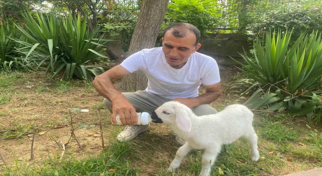 Annesiz kalan 12 günlük kuzuyu evinde evladı gibi büyütüyor