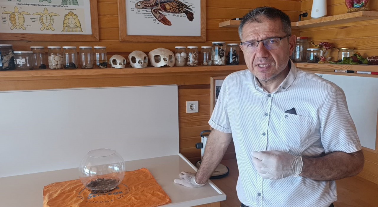 Antalyada bulunan siyam ikizi caretta