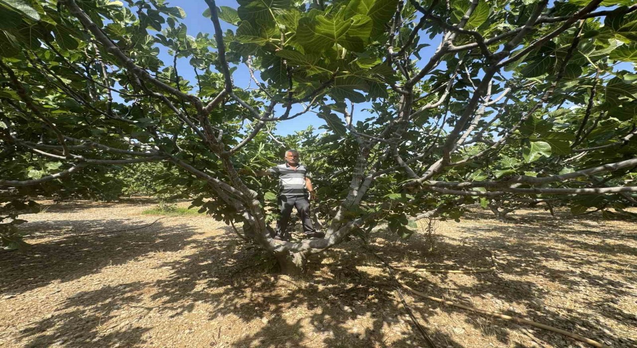 Antalyada sıcak hava siyah incir rekoltesini yüzde 50 düşürdü