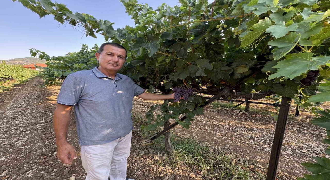 Antalyada üzümde bu yıl yüzde 25 rekolte bekleniyor