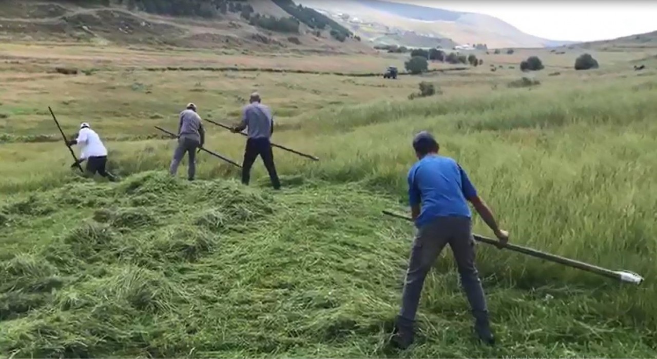 Ardahanlı çiftçilerin tırpanlarla zorlu ot biçme mesaisi