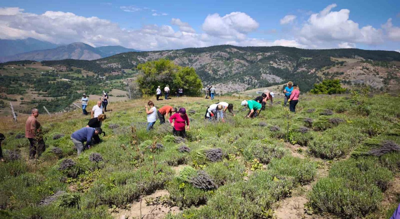 Ardanuçta kadın kooperatifinden lavanta hasadı ve doğal ürün üretimi başladı